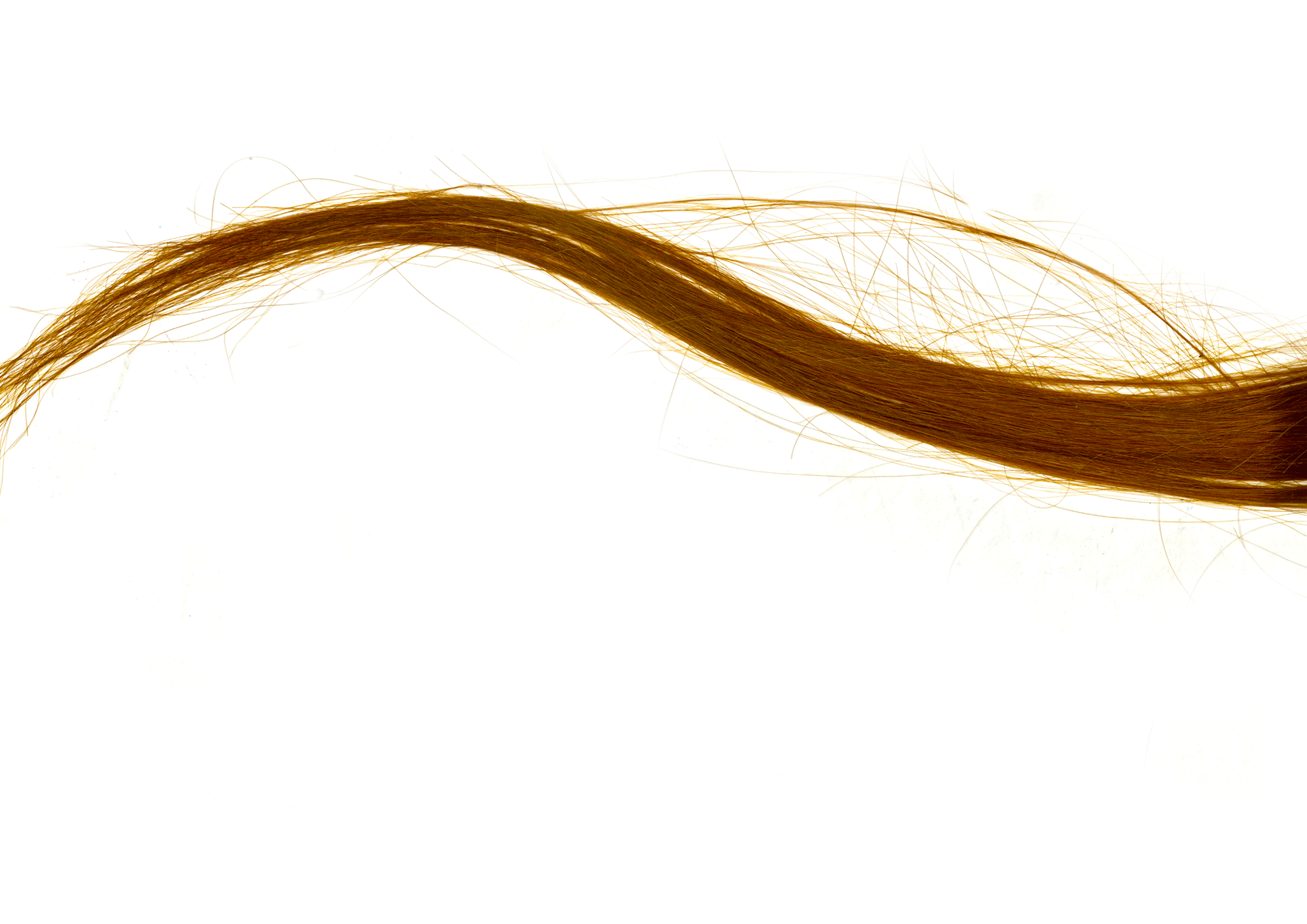 photographic close up of red hair against a white background