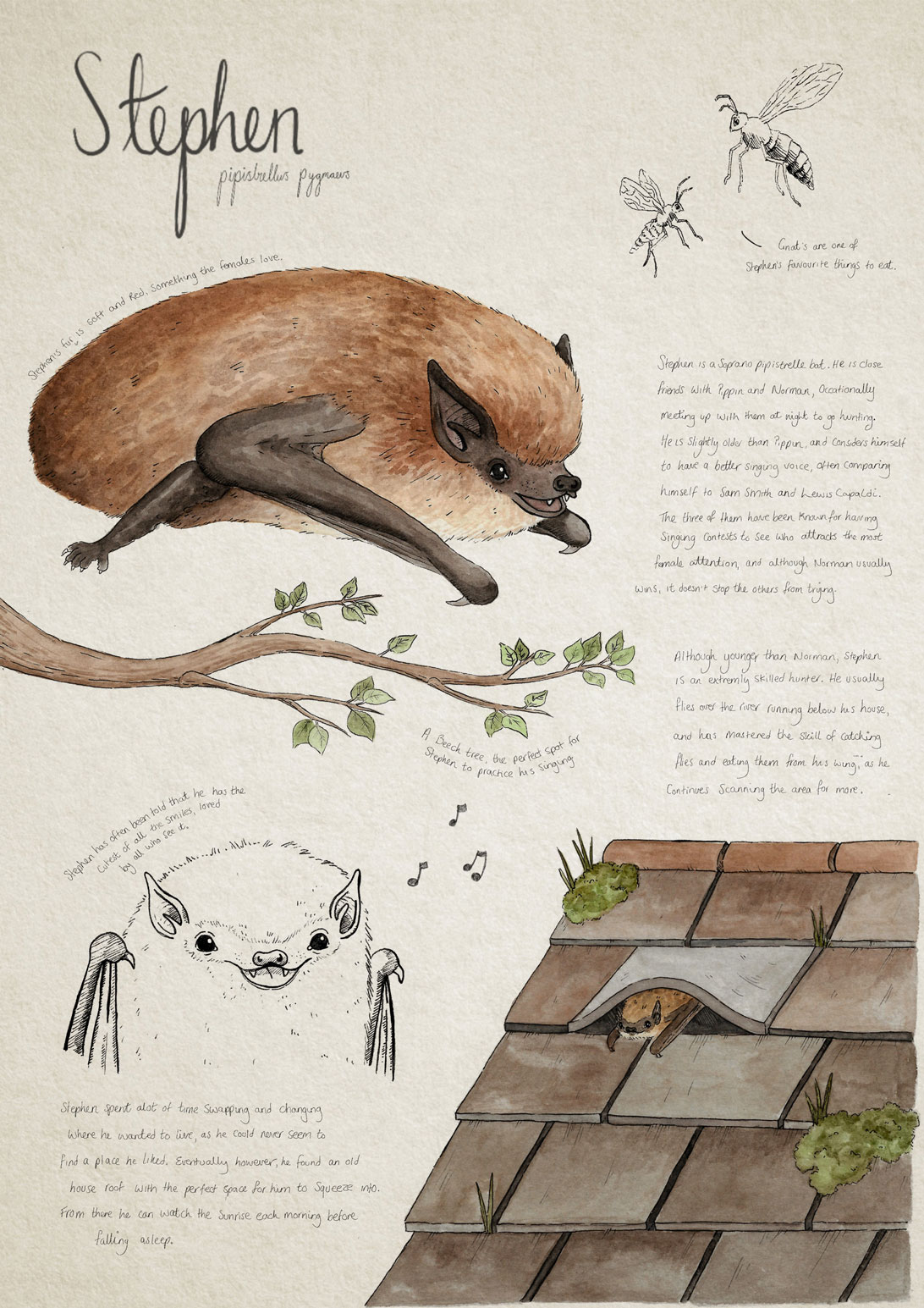 illustration and handwritten text information about the Stephen bat