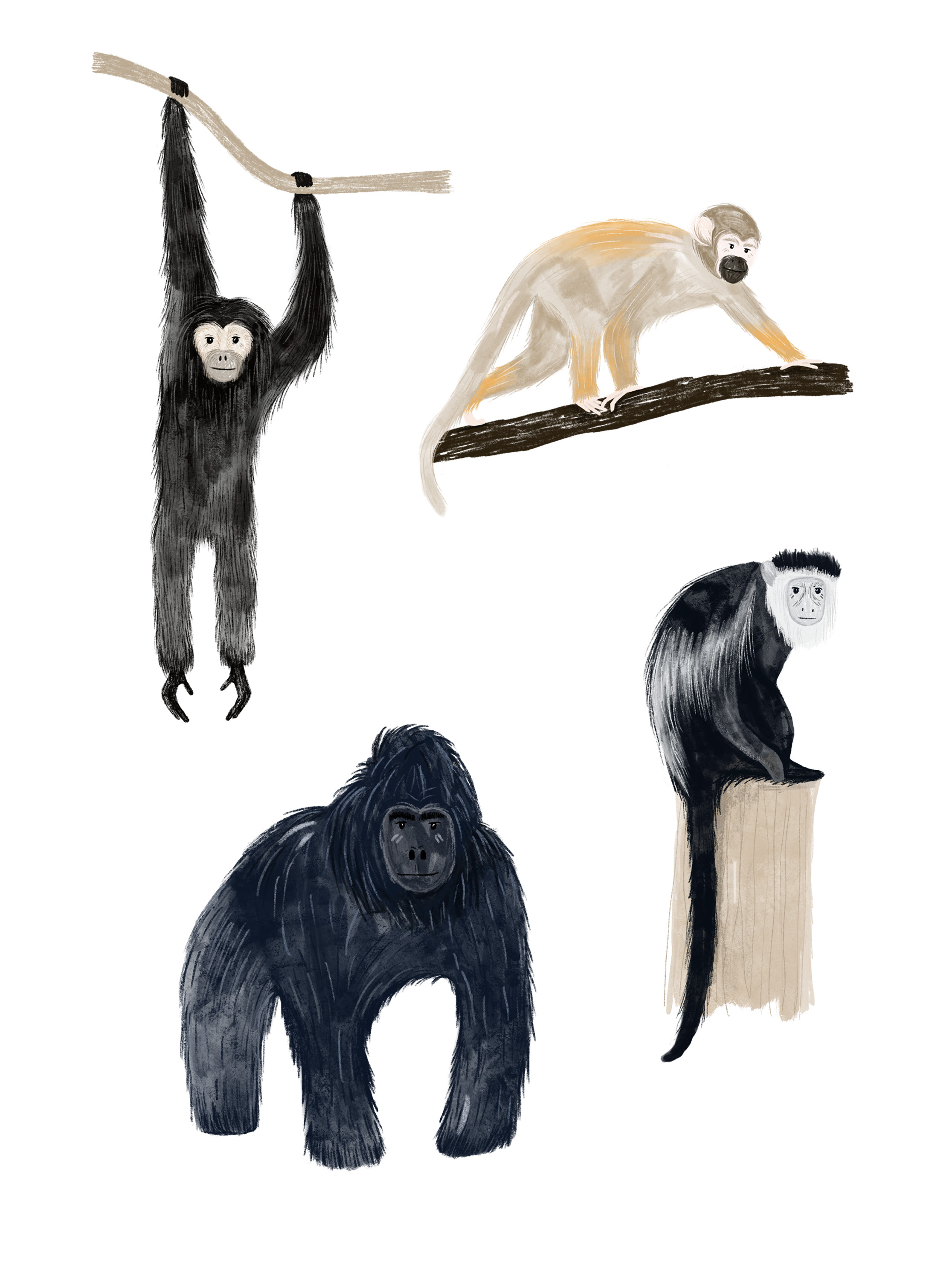 Illustration artwork of various primates