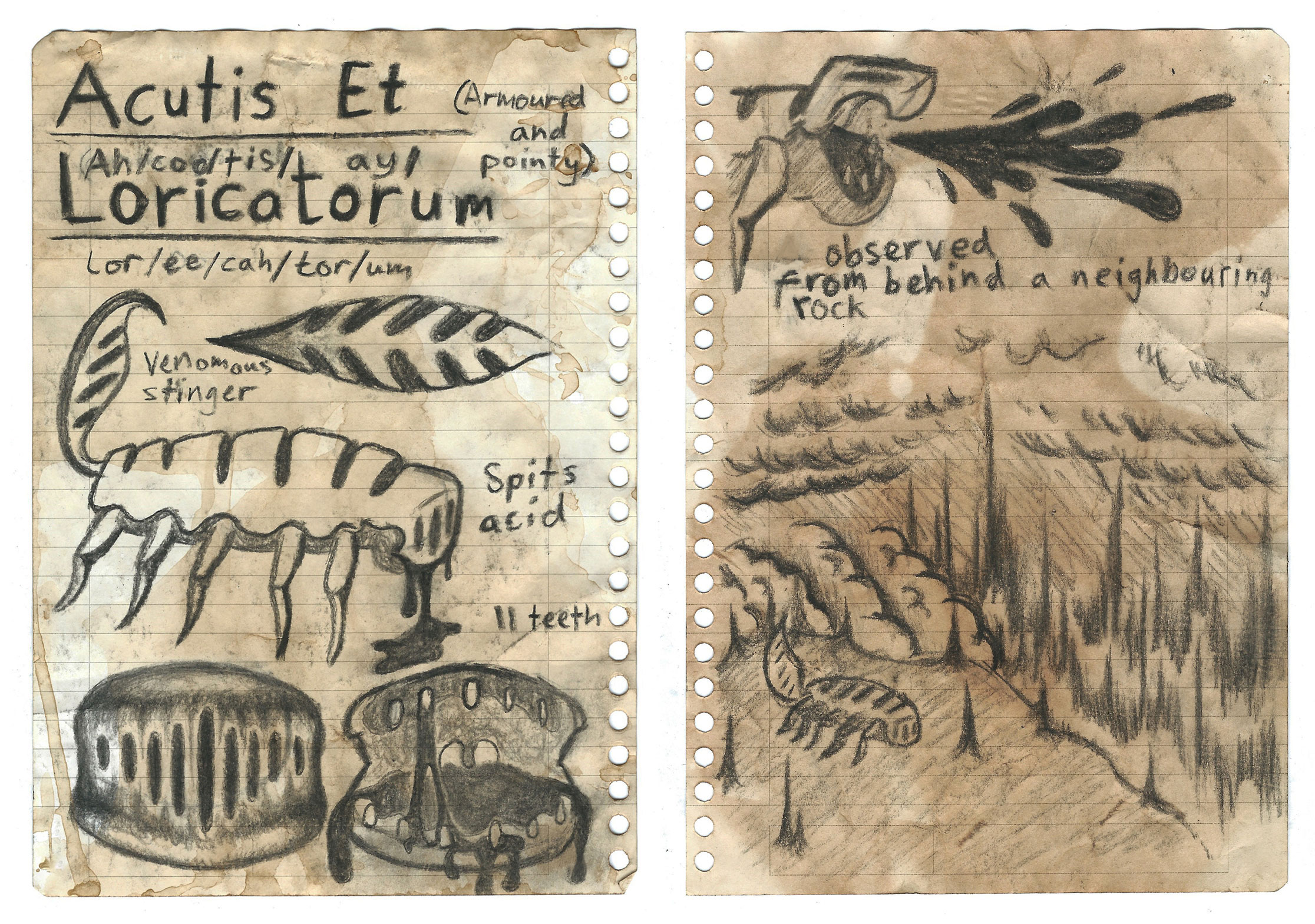 Sketchbook pages of charcoal drawings of beasts, Acutis Et Loricatorum